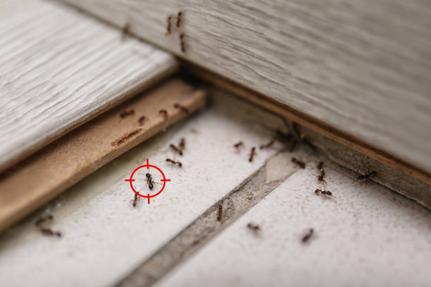 Best Pest Control Near Me  in North St Paul, MN